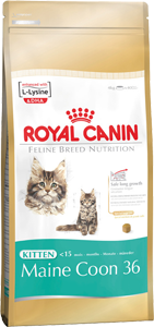   Royal Canin Kitten Maine Coon 36      (400 )