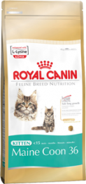   Royal Canin Kitten Maine Coon 36      (400 )